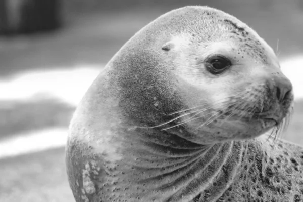 Potrait einer Mhnenrobbe Amerika