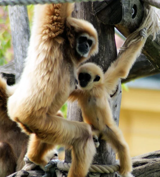 Bild Eines Weihand Gibbon Bebé Beim Klettern —  Fotos de Stock