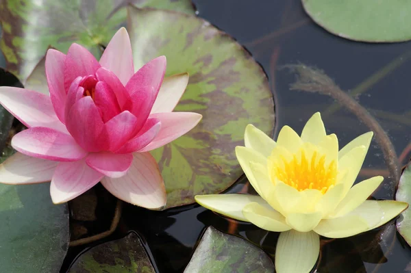 Bild von zwei Seerosen die Teich schwimmen
