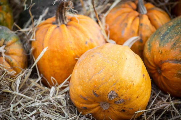 Abóboras Laranja Mercado Agricultores Livre Mancha Abóbora — Fotografia de Stock