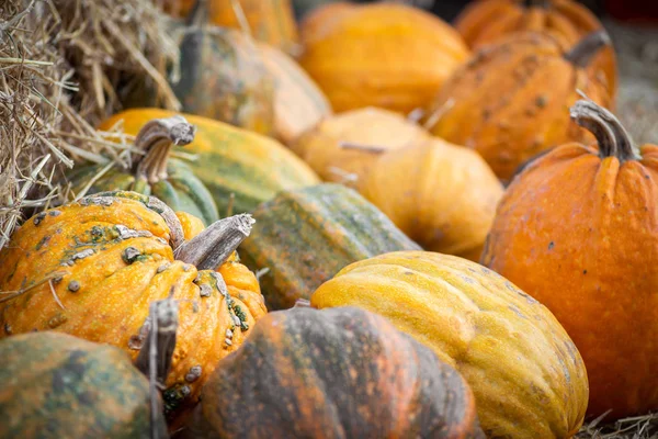 Abóboras Laranja Mercado Agricultores Livre Mancha Abóbora — Fotografia de Stock