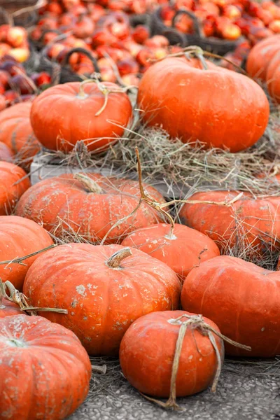 Abóboras Laranja Mercado Agricultores Livre Mancha Abóbora — Fotografia de Stock