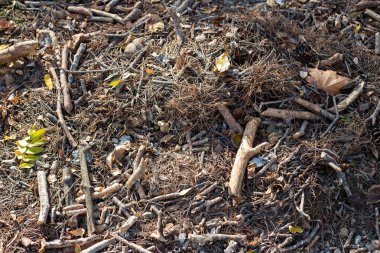 düşen yapraklar ve çim arka plan