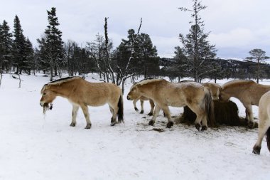 Przewalski'nın atları, kış parkta duran