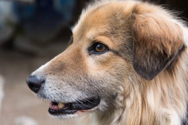 arka plan üzerinde komik köpek