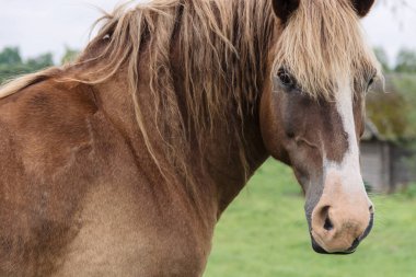 çayır üzerinde duran güzel kahverengi at