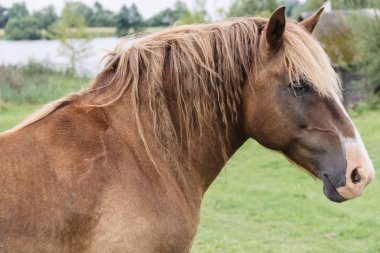 arka plan üzerinde köyde kahverengi at