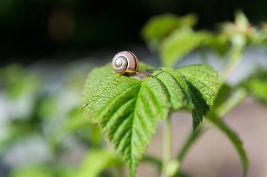 Küçük salyangoz doğa arka plan üzerinde