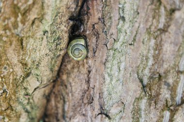 Küçük salyangoz doğa arka plan üzerinde