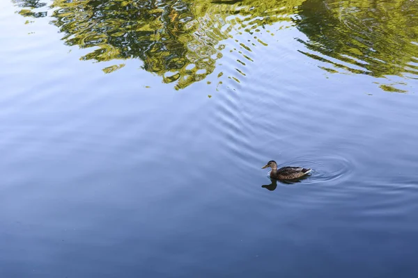 duck swimming in river with reflection