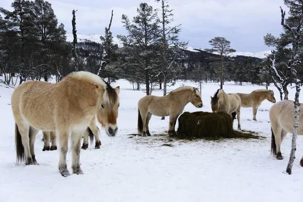 Przewalski'nın atları, kış parkta duran