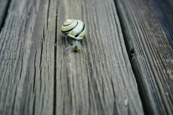 Snail Closeup Summer Garden — Stock Photo, Image