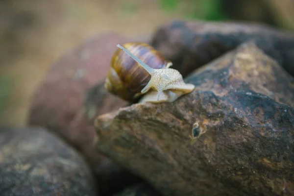 大型葡萄蜗牛 爬过岩石 — 图库照片
