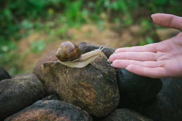 Nagy Szőlő Csiga Helix Pomatia Másznak Sziklák — Stock Fotó