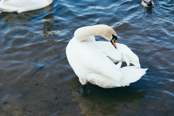 Krásné Bílé Labutě Jezeře Pozadí — Stock fotografie