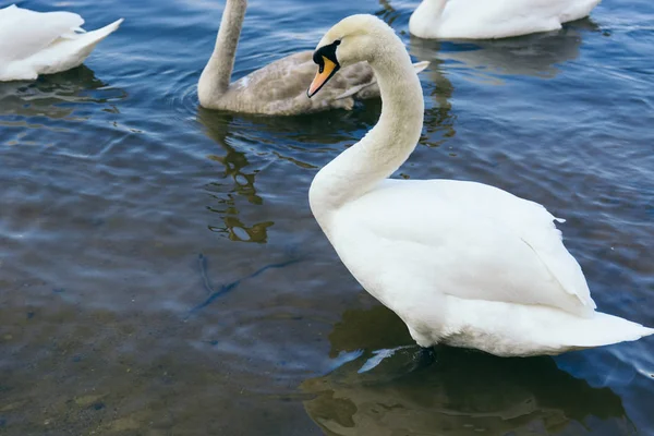 Krásné Bílé Labutě Jezeře Pozadí — Stock fotografie