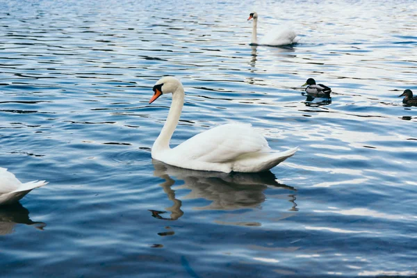 Krásné Bílé Labutě Jezeře Pozadí — Stock fotografie