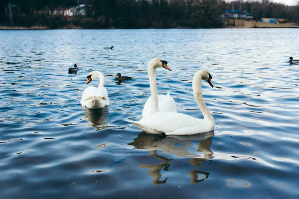Belos Cisnes Brancos Lago Fundo — Fotografia de Stock
