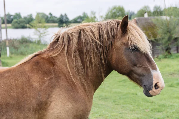 Brown Horse Village Background — Stock Photo, Image