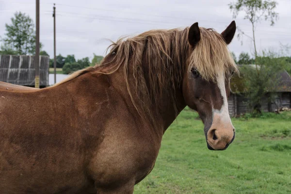 Cavallo Marrone Nel Villaggio Sullo Sfondo — Foto Stock