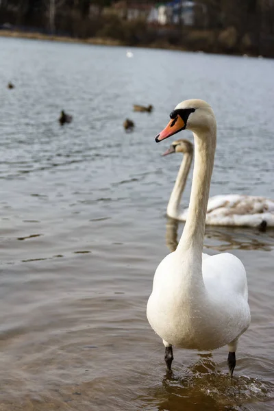 Krásné Bílé Labutě Jezeře Pozadí — Stock fotografie