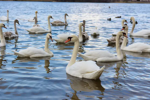 Krásné Bílé Labutě Jezeře Pozadí — Stock fotografie