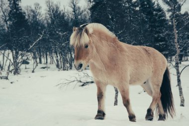 Kış parkta duran Przewalski'nın at