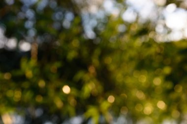 Arka plan arka plan bulanık park