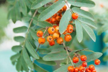 Rowan Ağacı üzerinde arka plan üzerinde