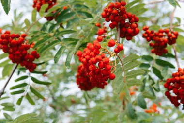 Rowan Ağacı üzerinde arka plan üzerinde