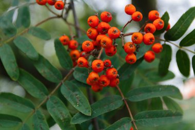 Rowan Ağacı üzerinde arka plan üzerinde