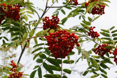 Rowan Ağacı üzerinde arka plan üzerinde