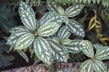 görüntü güzel yeşil yaprakları ile bitkinin kapatın