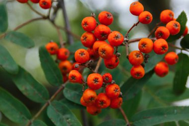 Rowan Ağacı üzerinde arka plan üzerinde