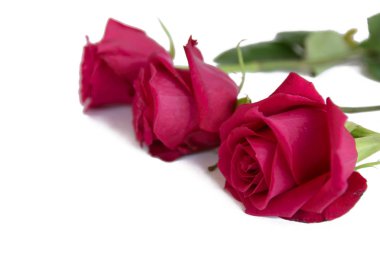 arka plan üzerinde izole kırmızı gül