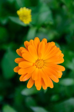 Parkta güzel sarı çiçek