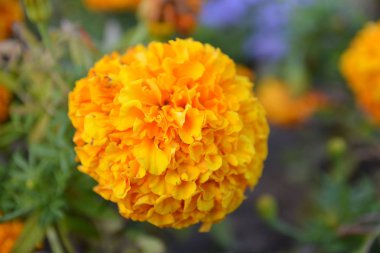 Parkta güzel sarı çiçek