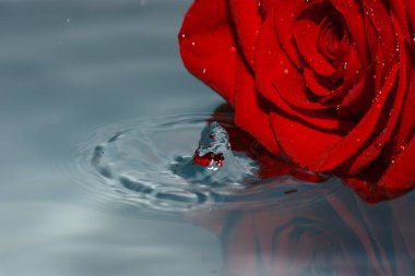 suda ıslatın ve su damlası kırmızı gül
