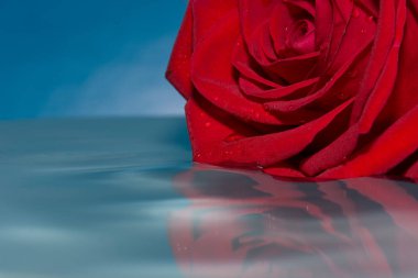 suda ıslatın ve su damla kırmızı gül