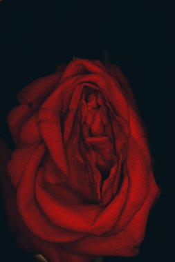 arka plan üzerinde kırmızı çiçek yakın çekim