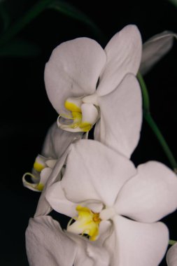 güzel beyaz orkide arka plan görüntüsünü kapatmak