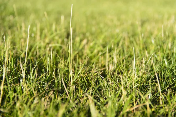 Pełna Klatka Obrazu Świeża Trawa Zielony — Zdjęcie stockowe