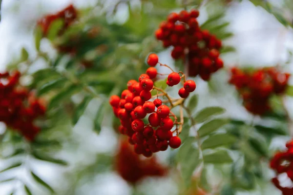 Rowan Sur Arbre Sur Fond — Photo