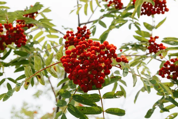 Rowan Árbol Fondo — Foto de Stock