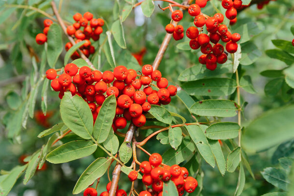 Rowan on tree on background