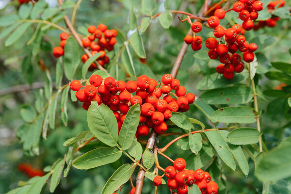 Rowan on tree on background
