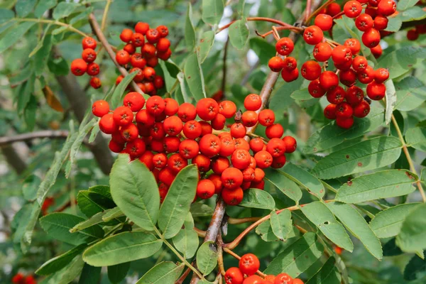 Rowan Árbol Fondo — Foto de Stock