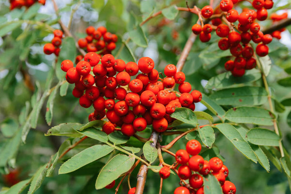 Rowan on tree on background