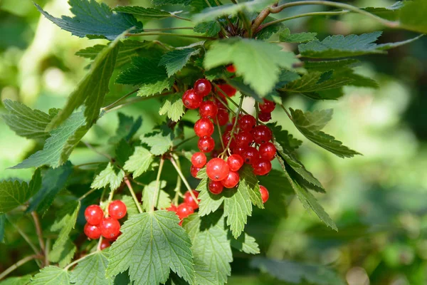 Groseille Rouge Sur Buisson Sur Fond — Photo