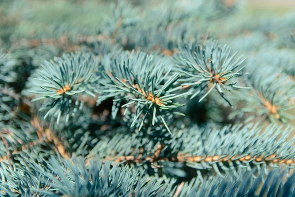 Fir Branches Background — Stock Photo, Image